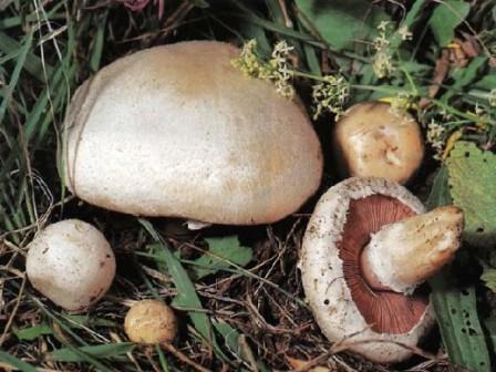     -  Agaricus campestris